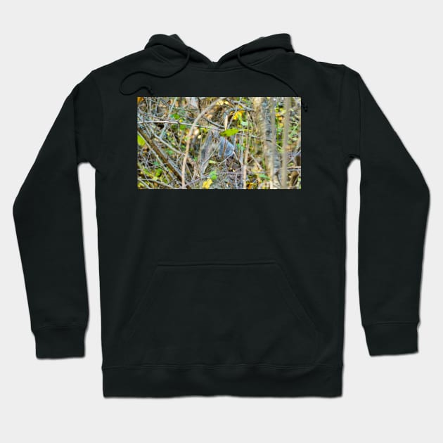 A Squirrel Hiding In The Bushes. Hoodie by BackyardBirder